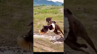 Red Fox catch bird viral videoredfox bird shortvideoviral [upl. by Eelyr]