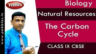 The Carbon Cycle  Natural Resources  Biology  Class 9  CBSE [upl. by Ehtnax716]