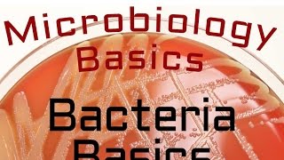 Bacteria Basics  Microbiology Lectures [upl. by Sanferd]