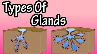 Glands  What Are Glands  Types Of Glands  Merocrine Glands  Apocrine Glands  Holocrine Glands [upl. by Oralla]