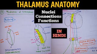 Thalamus  Functions Connections Nuclei  Thalamus Anatomy  Neuroanatomy [upl. by Gombach]