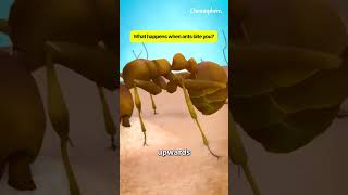 What happens when ants bite you science biology chemisphere [upl. by Lennon]