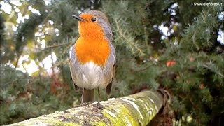 Pettirosso richiamo tipico  European Robin Erithacus rubecula 156 Fototrappola a Corte Franca [upl. by Aisemaj859]