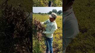 Mungfali મગફળી agriculture youtubeshorts viralvideos [upl. by Lacagnia62]