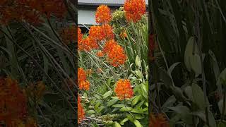 Fivestar orchid Epidendrum radicans Frederickton NSW 2 Oct 2024 [upl. by Ikcim91]