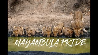 Mayambula Pride of Lions  Timbavati Greater Kruger Park South Africa 4k [upl. by Marget]