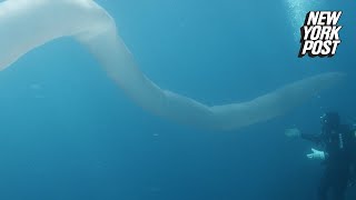 26footlong sea worm discovered by divers off New Zealand coast  New York Post [upl. by Ialocin]