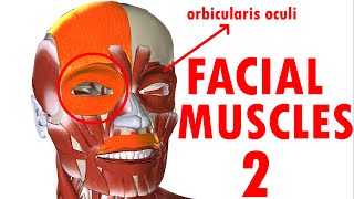 Muscles Of Facial Expression  Face Anatomy part 2 [upl. by Erdah]