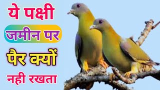 Scientific facts of yellow footed green pigeon  Hariyal Bird Hariyal Pakshi  Hariyal Parinda [upl. by Aical]