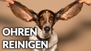 Ohren reinigen bei HundKatze ANLEITUNG  Ohr stressfrei putzen mit Tierarztin Dr med vet C Koch [upl. by Hgielrebma418]