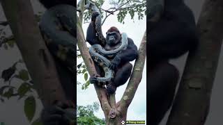 Kingkong tames giant python [upl. by Notlil]