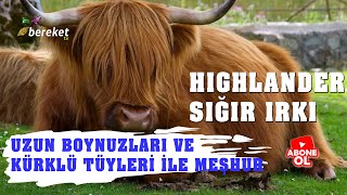 Hayvan Irkları  Highlander Sığır Irkı [upl. by Ahsienet]