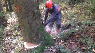 Těžba dřeva javor klen Maple tree removal [upl. by Jacqui404]