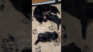 Yorkie Poo Puppies TailWagging Happiness [upl. by Aizahs]