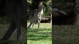 Wilsons Promontory National Park Victoria Australia [upl. by Charbonneau]