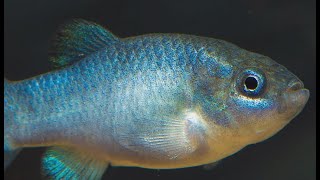 VIDEO Earthquake caught on camera that monitors Devils Hole pupfish [upl. by Gram]