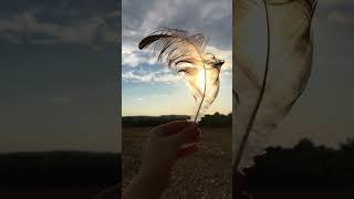 Kranichfeder  Mauserfeder im Feld gefunden  This is a feather from a crane Grus grus [upl. by Kelvin]