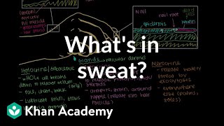 Difference Between Apocrine Sweat Glands and Merocrine Sweat Glands [upl. by Yanel448]