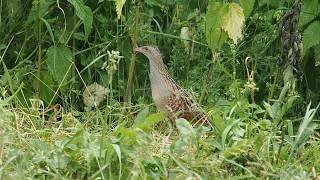 Corncrake in Poland [upl. by Uolyram]