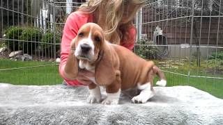 Gracies 7 wk european basset hound puppies [upl. by Leahcimnoj681]