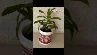 Diy Planter From Waste Box  shorts youtubeshorts [upl. by Immac628]