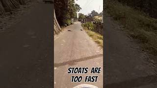 STOATS ARE TOO FASTAmazing World Views [upl. by Sirap]