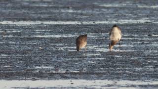 Longbilled Dowitcher Texel The Netherlands October 2024 [upl. by Inahteb987]