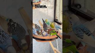 Australian parrots sounds nature birds budgies foryou viralshort pakistan india aviary [upl. by Ellehcyar392]