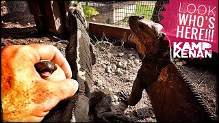 My Baby Rhino Iguanas Hatched [upl. by Kelson]