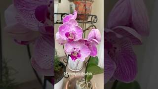 11112024 Orchid Moth Phalaenopsis Amabilis 🌸 [upl. by Leanora]