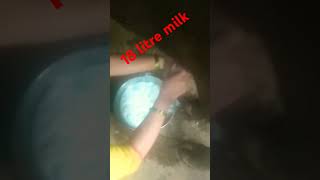 Mura nasal buffalo 18liter milk [upl. by Nashbar480]