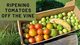 Ripening Tomatoes Off The Vine [upl. by Derfiniw]