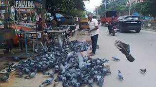 A Day in the Life of Young Racing Pigeons [upl. by Celeski]