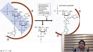 RNase A  Catalytic mechanism of Ribonuclease A Biochemistry [upl. by Ethelinda]