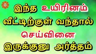 செய்வினையை இந்த உயிரினம் மூலம் தான் அனுப்புவார்கள் [upl. by Belak446]