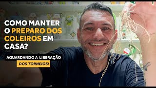 AGUARDANDO A LIBERAÇÃO DOS TORNEIOS COMO MANTER SEU COLEIRO E PAPACAPIM EM CASA  MANEJO FÁCIL [upl. by Bertrando]