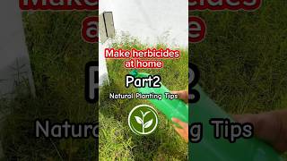 Make herbicide at home shortvideo plants youtubeshorts farming viralvideo video foryou [upl. by Essex508]