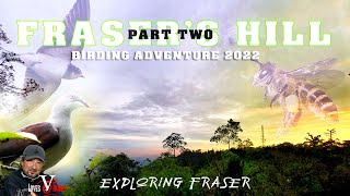 Frasers Hill Birding Adventure Part Two  Exploring Fraser [upl. by Gwenore]