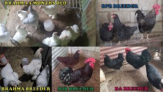 Brahma amp Heritage Chickens BA BPR amp RIR [upl. by Esiahc]