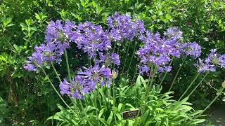 Agapanthus Plant Profile [upl. by Eimor]