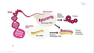 MicroRNA biogenesis functions and role in diseases  Molecular Microbiology Tutorials [upl. by Bertolde709]