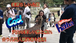 素晴らしい公園💞 沢山の美しい鹿と触れ合う外国人観光客も満喫🦌奈良公園  nara japan deer  nara japan vlog❗️ [upl. by Ariam122]