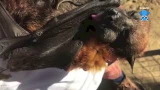 Senior flyingfox eats a grape in slow motion this is Walter [upl. by Adnawyt]