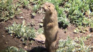 Prairie Dog Alarm Call Compilation [upl. by Enyrehtak506]