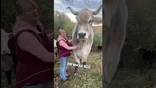 This man owns a giant animal on his farm 😳 [upl. by Fletcher816]