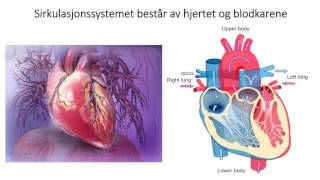 Sirkulasjonssystemet Introduksjon [upl. by Mellie]