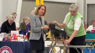 2024–1030 Border Terrier Breed Judging  Day 1 Doswell VA [upl. by Aznerol746]