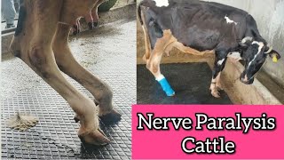 💥 quotParalysisquot Tibial Nerve Paralysis in Cattle  Nerve Damage 👌Symptoms and treatment in cow 💯🩹 [upl. by Onirefes]