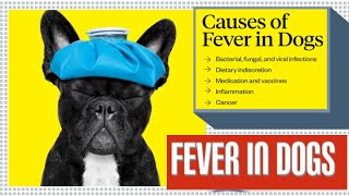 High Fever in Dogs 🤔 Causes Signs and Treatment 😱 [upl. by Lukey153]