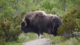 Moschusochsen im Nationalpark DovrefjellSunndalsfjella von Andreas Reisböck [upl. by Messing]